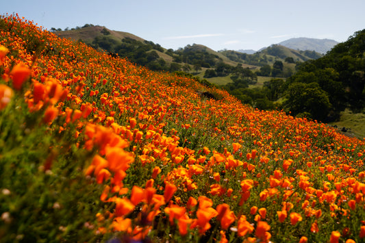 Wildflowers at Shell Ridge Open Space — Walnut Creek, 2023