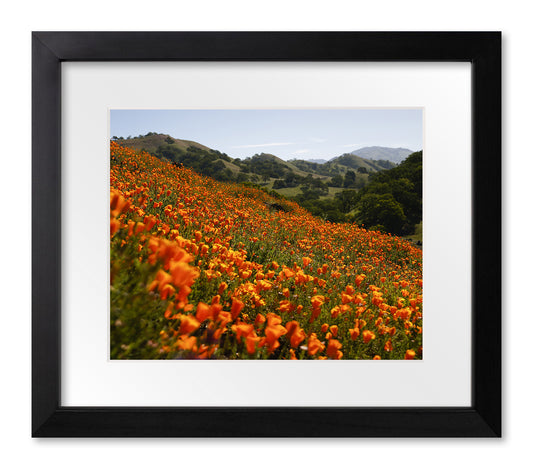 Wildflowers at Shell Ridge Open Space — Walnut Creek, 2023