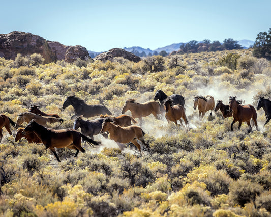 Horses Running Through Brush, Lee Vining, 2022